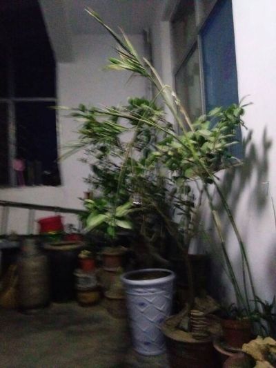 灯具按装维修卫浴按装维修电气线路改装上下水改装