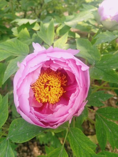 油漆修补家庭主厨私家园艺未编辑专业