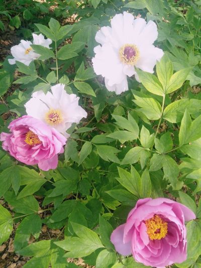 油漆修补家庭主厨私家园艺未编辑专业