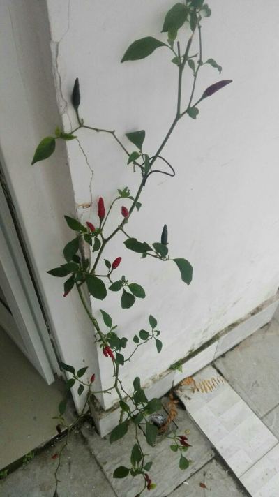 家具安装漆、皮面维修环保装修翻新招学徒，师傅