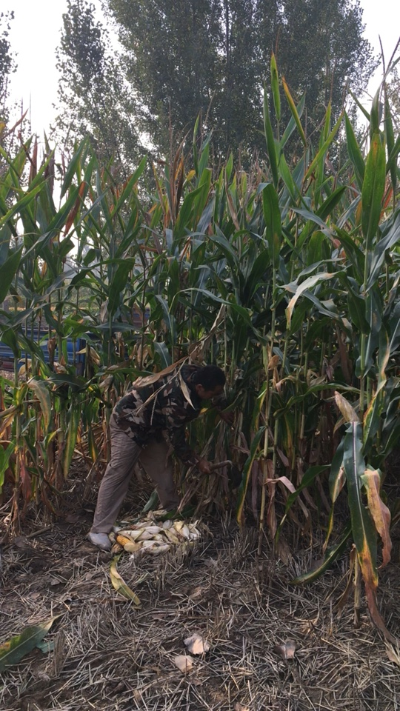 开发软件编程无java开发工程师