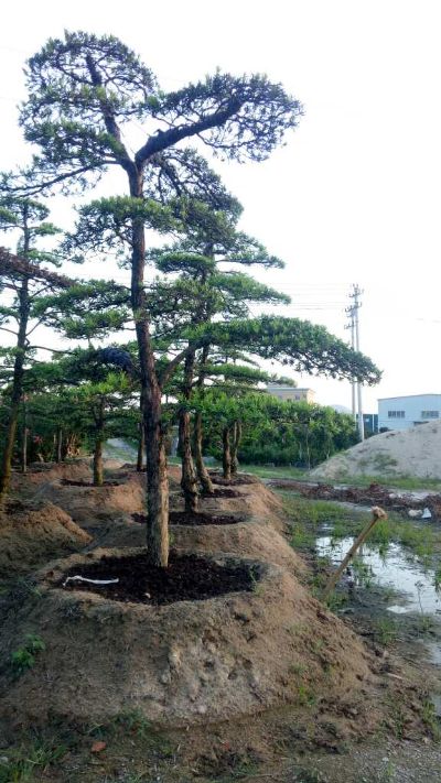 盆景园艺造罗汉松造型罗汉松造型未编辑专业