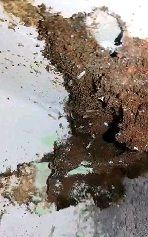 灭白蚁杀蟑螂东莞灭四害东莞灭杀白蚁未编辑专业