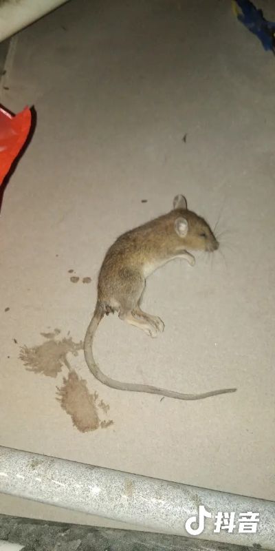 灭鼠灭蟑螂灭鼠灭蟑螂灭白蚁灭蚊蚊蝇