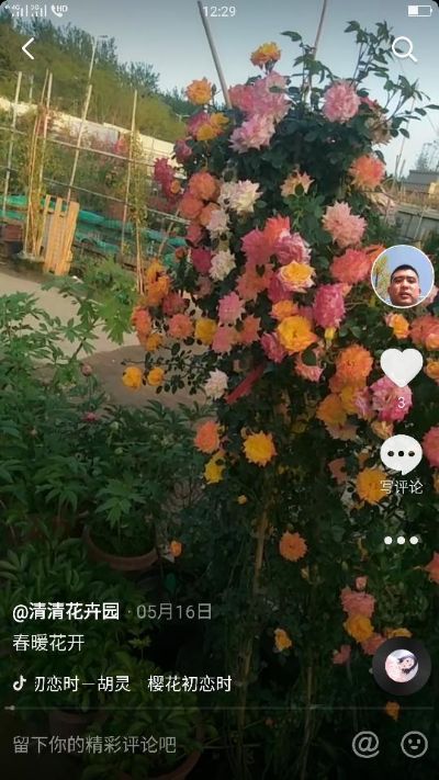 花卉果树牡丹月季庭院设计庭院设计