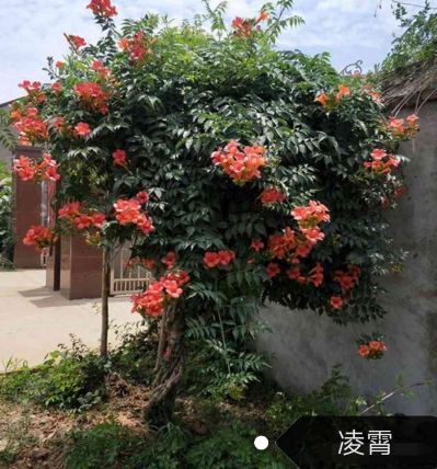 花园鱼池绿化未编辑专业未编辑专业未编辑专业