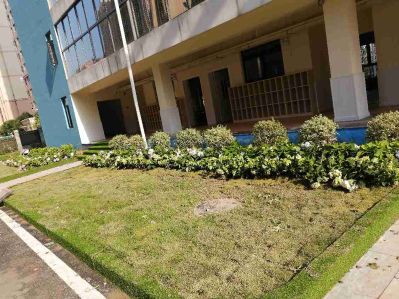 绿植租摆养护未编辑专业未编辑专业未编辑专业