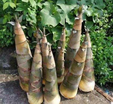 跑腿未编辑专业未编辑专业未编辑专业