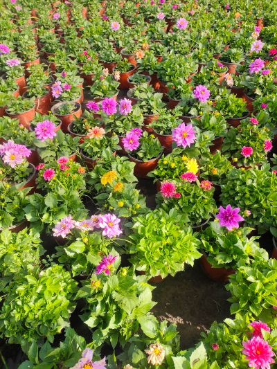 绿化清除杂草专业绿化养护修剪草坪伐树修树