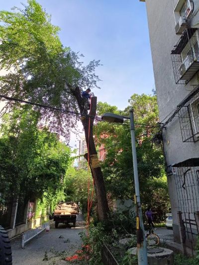 专业伐树与修未编辑专业未编辑专业未编辑专业