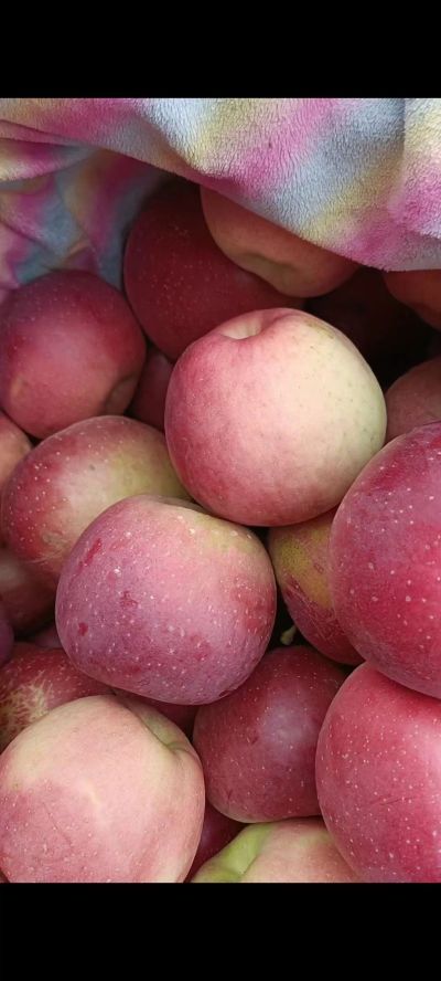 无未编辑专业未编辑专业未编辑专业