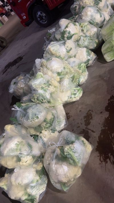 蔬菜批发未编辑专业未编辑专业未编辑专业