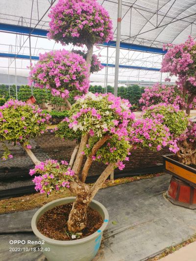 绿化未编辑专业未编辑专业未编辑专业