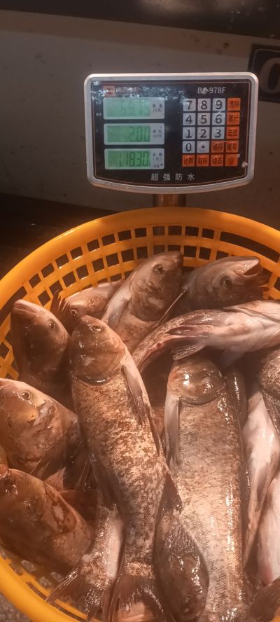 鱼类解剖未编辑专业未编辑专业未编辑专业