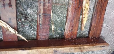 除四害白蚁防白蚁防治老鼠防治工厂消杀