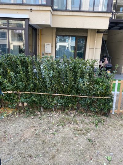 种树未编辑专业未编辑专业未编辑专业