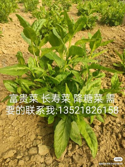 长寿菜降糖菜销售降糖草未编辑专业未编辑专业