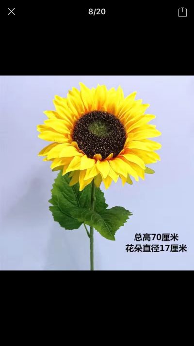 不接单哦未编辑专业未编辑专业未编辑专业