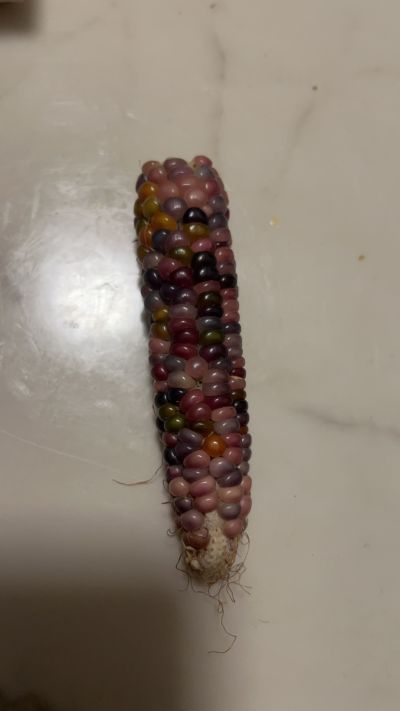 香瓜未编辑专业未编辑专业未编辑专业