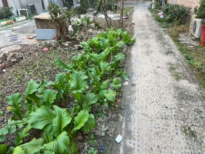 邓未编辑专业未编辑专业未编辑专业