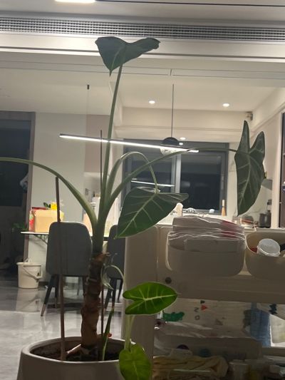 罗家玲未编辑专业未编辑专业未编辑专业