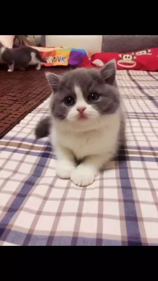 自由职业