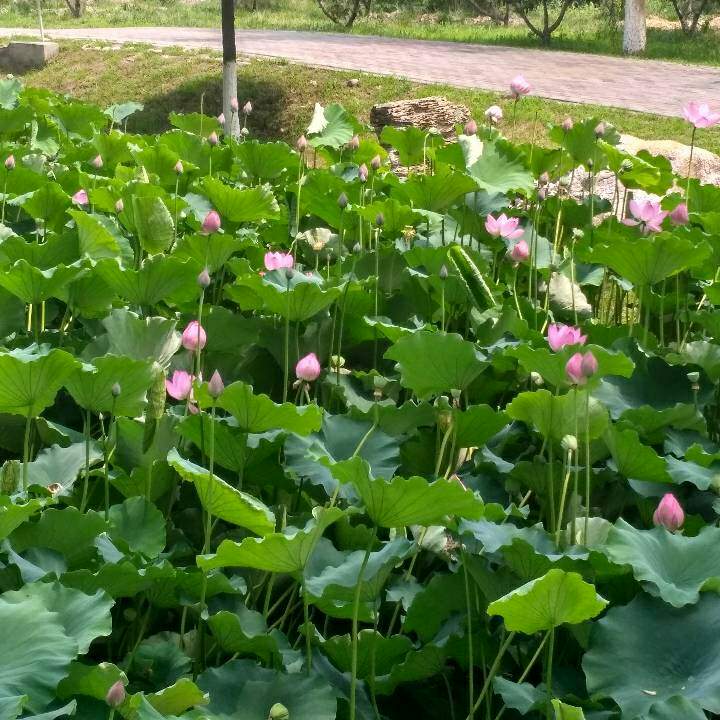 杂工