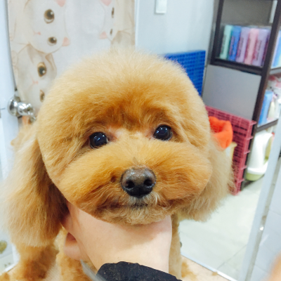 宠物