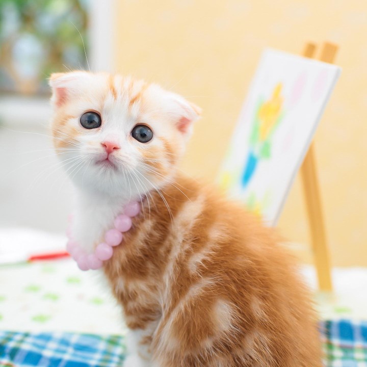 主妇