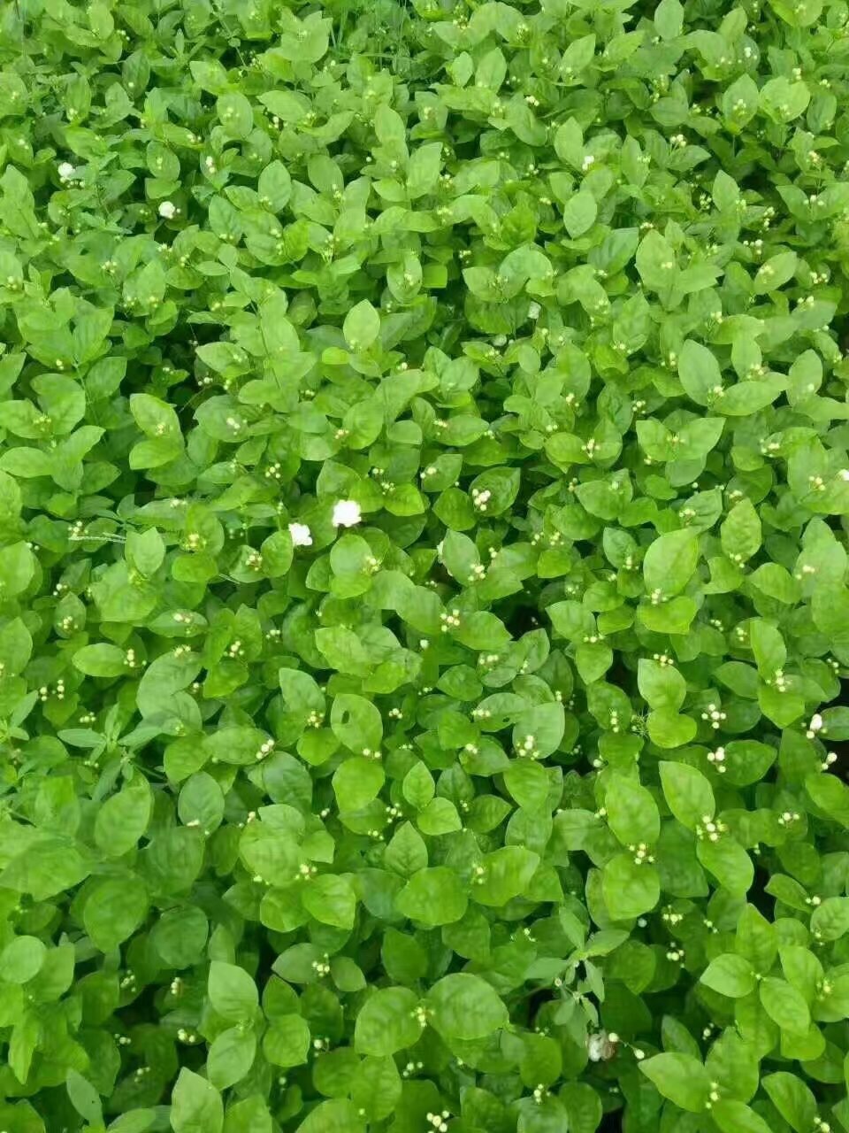 专业木门安装