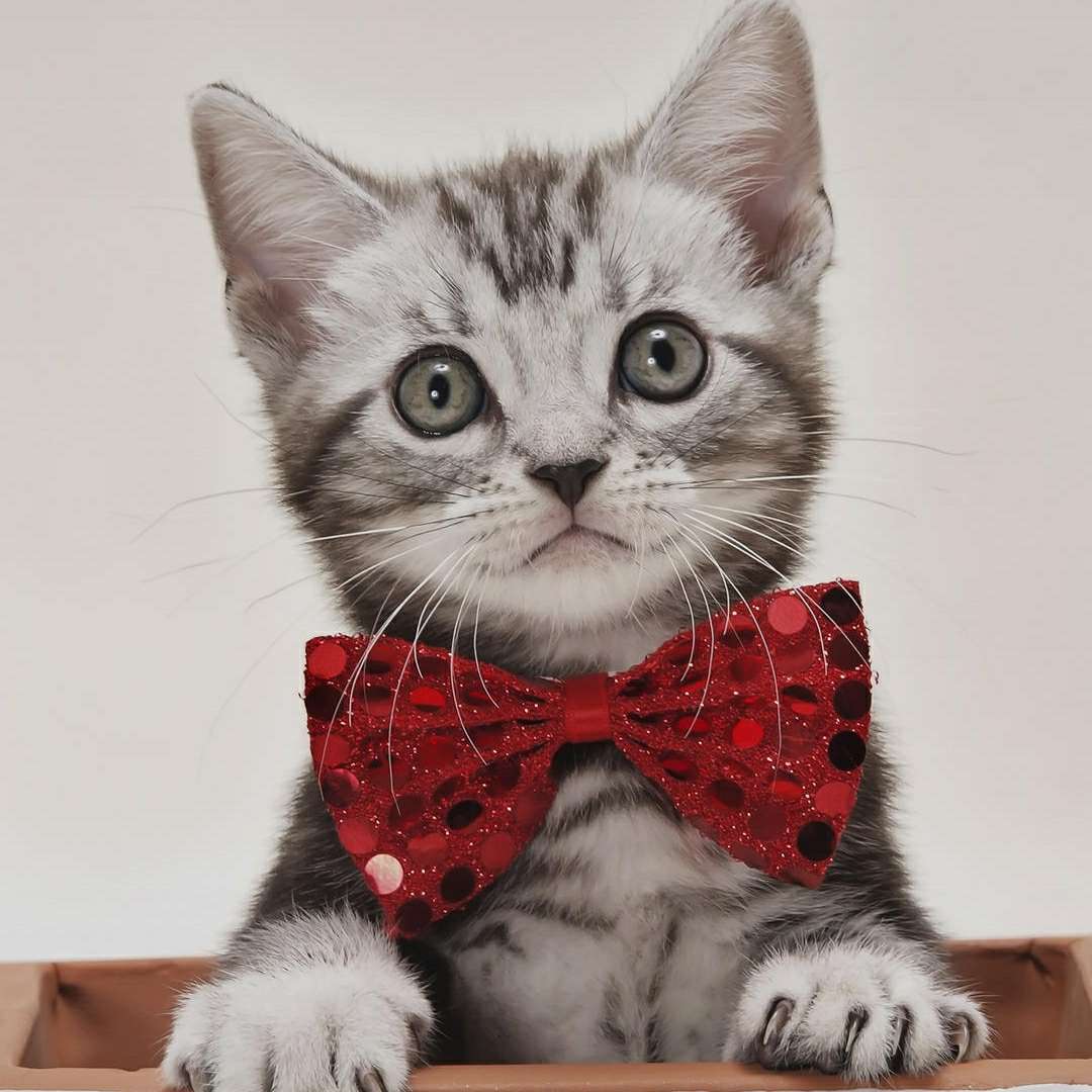 有需要做监控安装，楼宇对讲，巡更道闸，音响收银系统的老板门可以找我