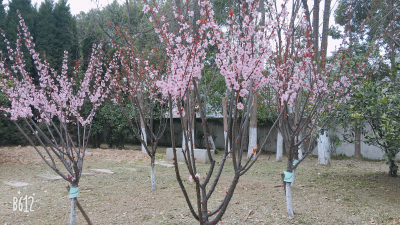 中专