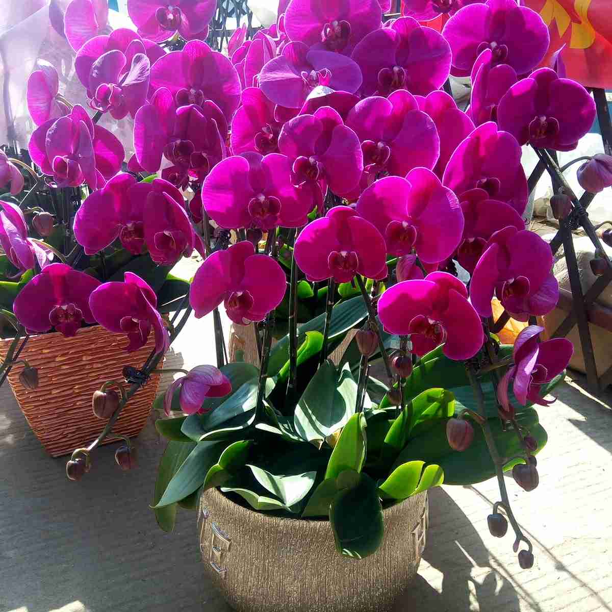 绿化景观花卉