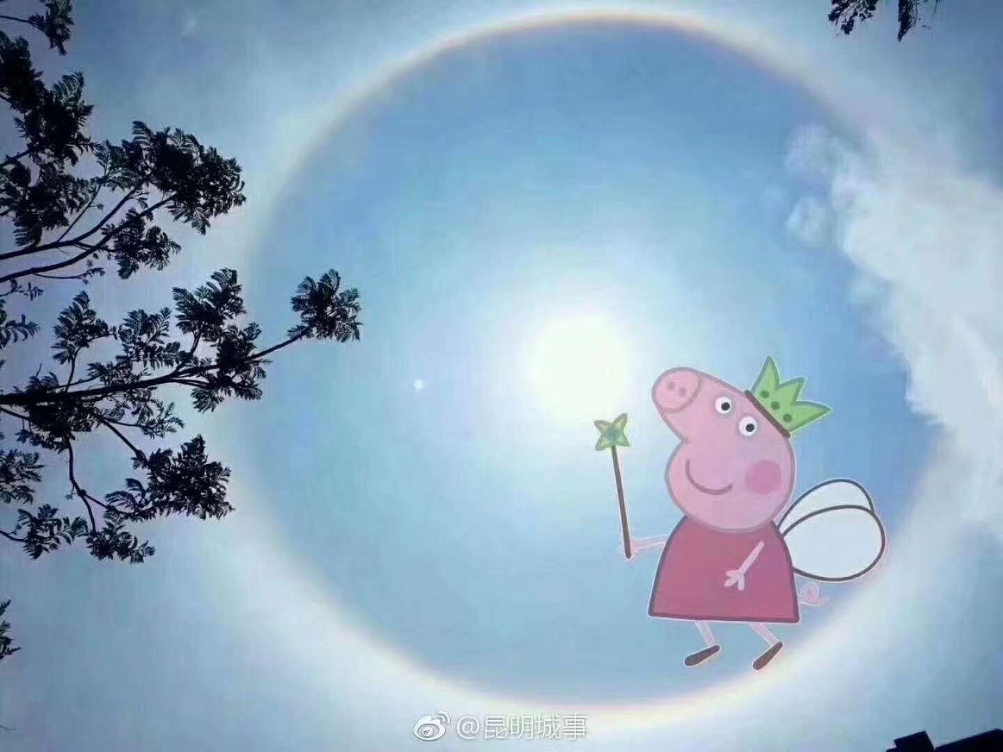 个体