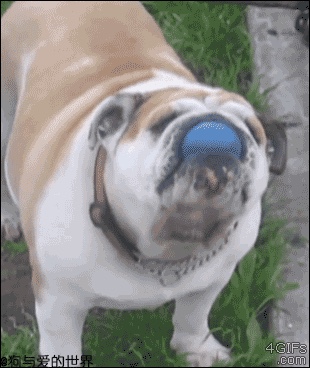 户主