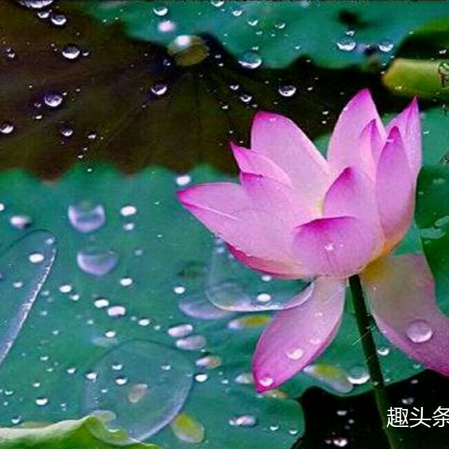 护士