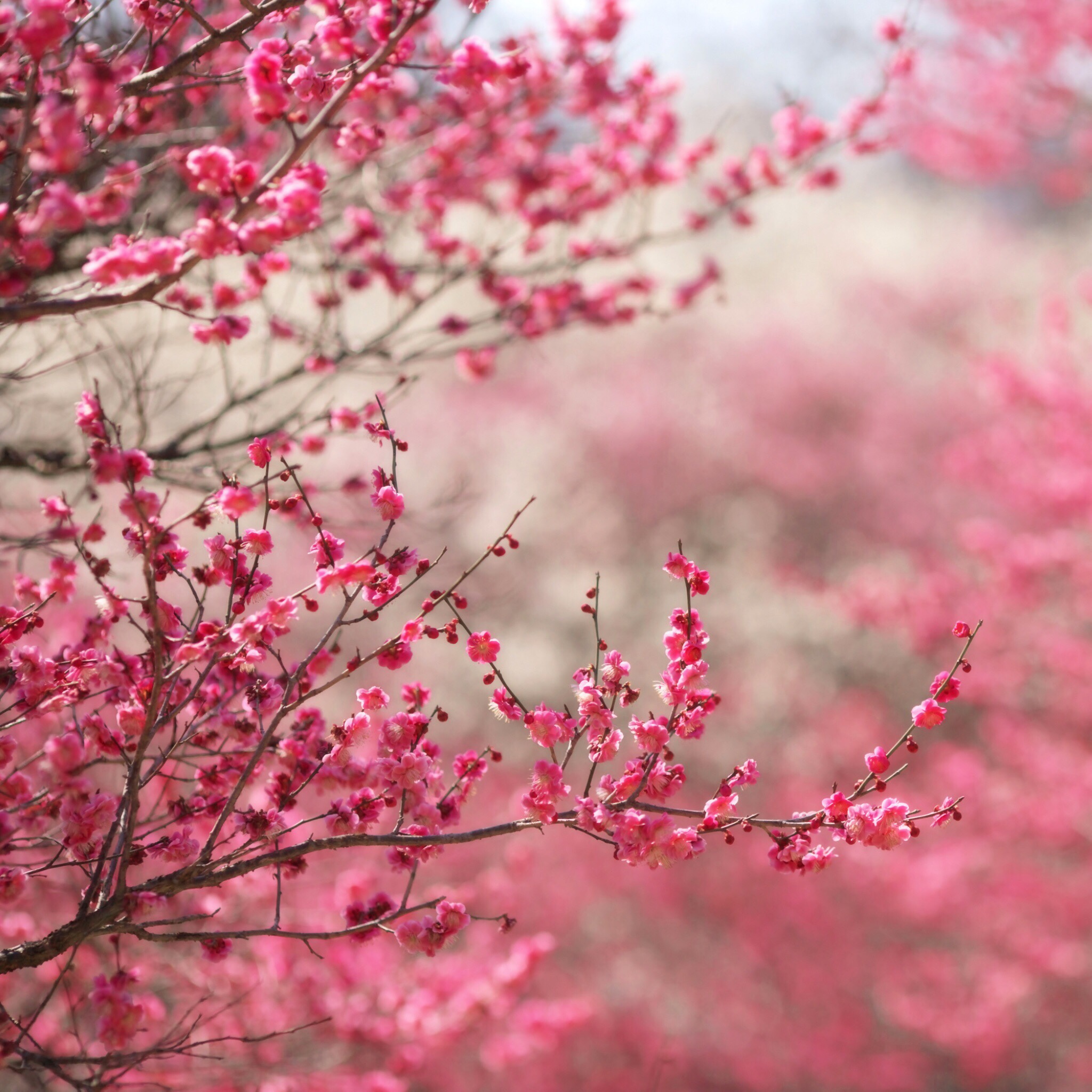 木工吊顶吊顶装修全包