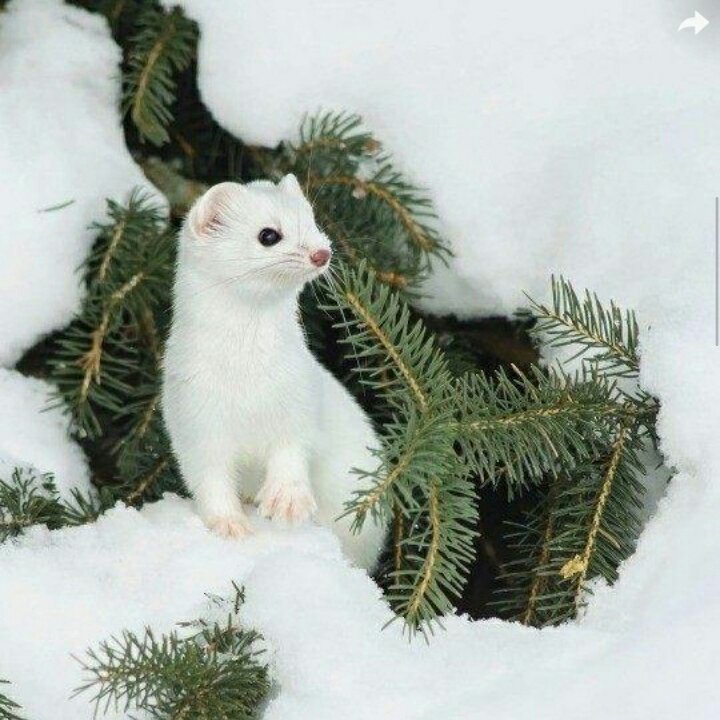 室内装饰木工室内装饰木工