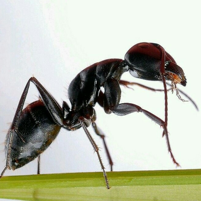 油木瓦电