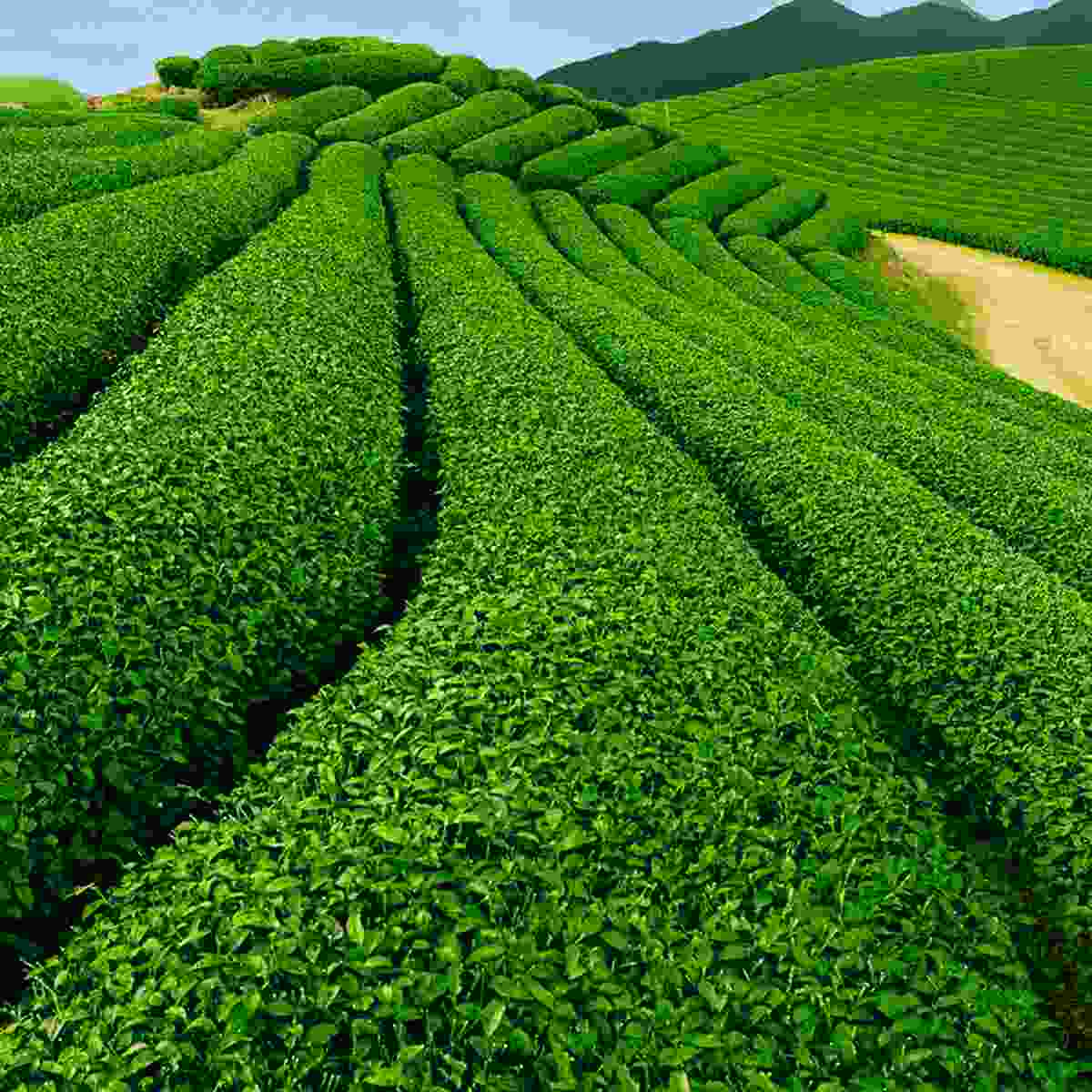 墙纸壁画施工墙纸墙布施工