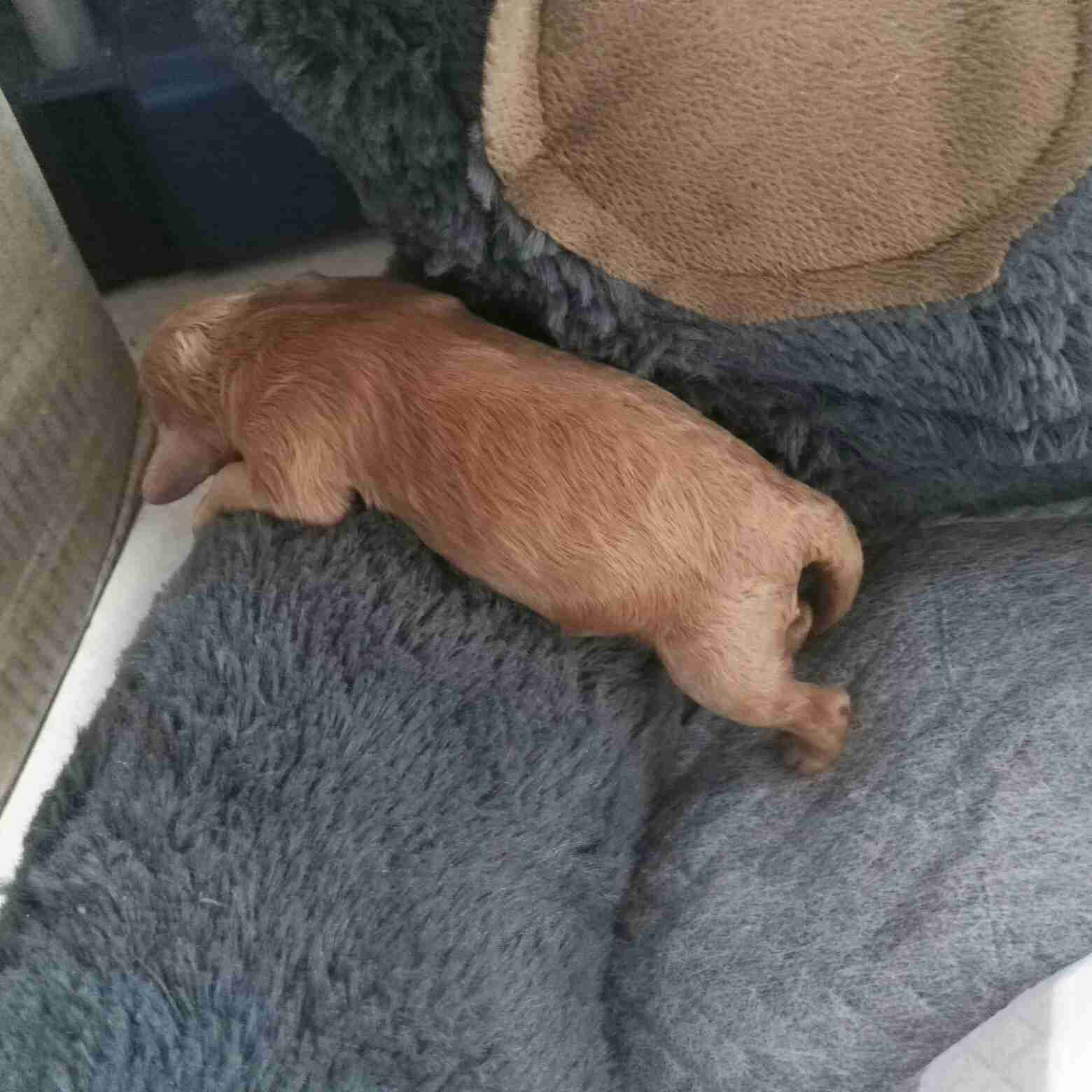 唱歌