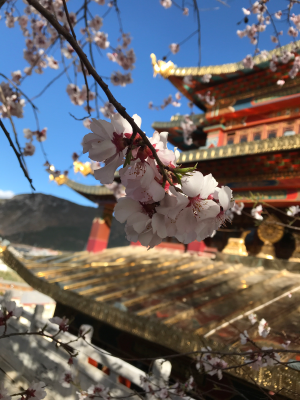 绿化