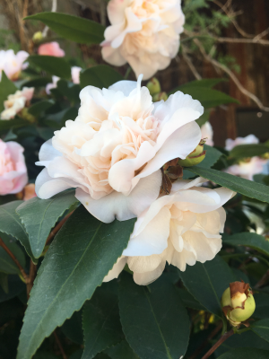 承接材料上楼，清理垃圾打扫卫生等搬运杂活，人员众多，干活认真负责，价格合理、随时等候你的来电13350031776，谢谢！