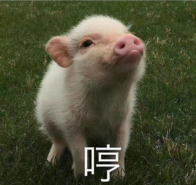 开呗养车