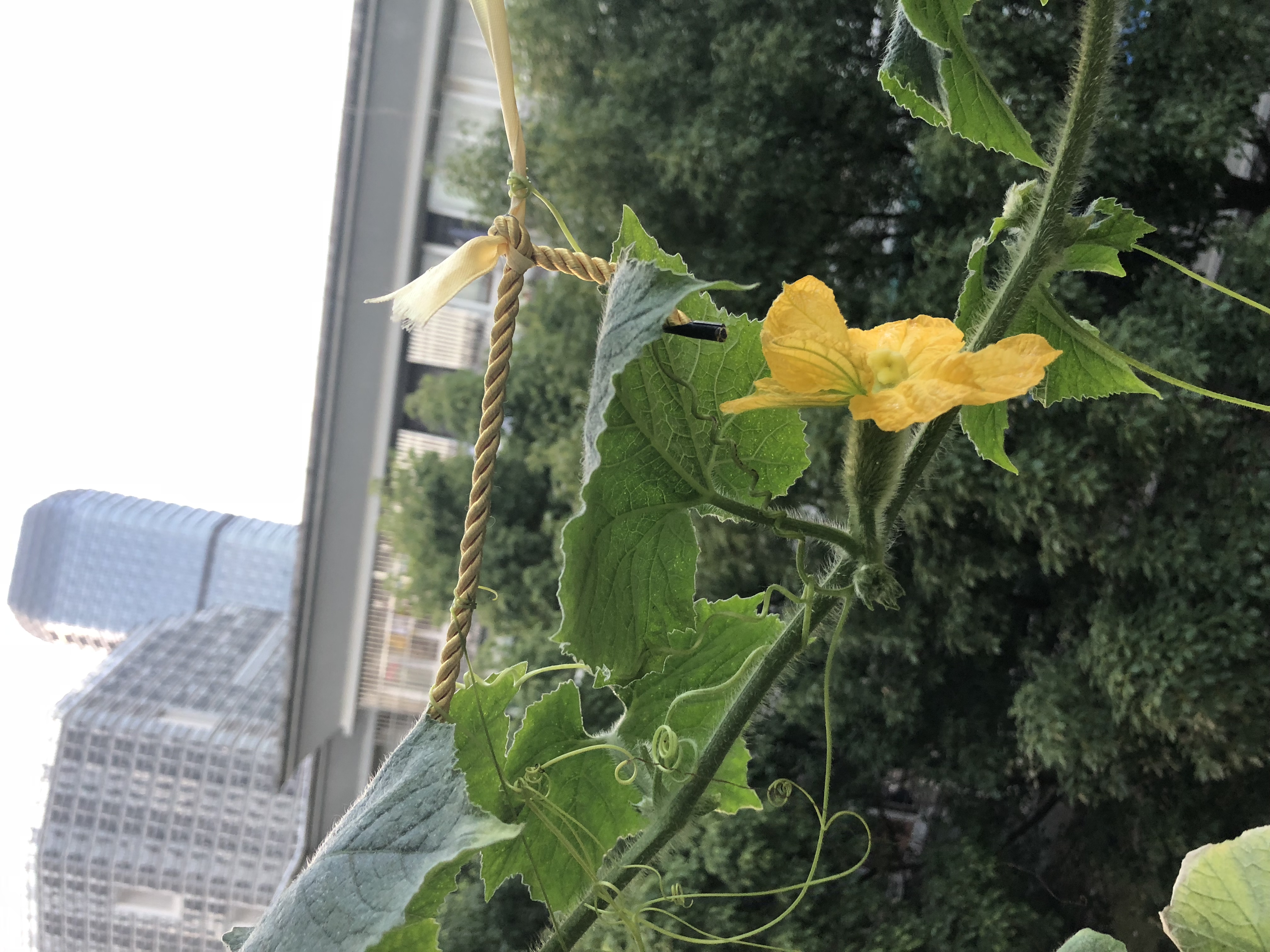 位置在奉化恒大御海天下小区，有三幅窗帘要安装