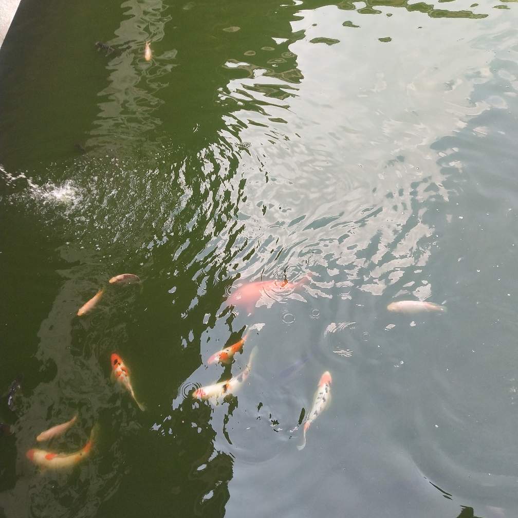 泥水