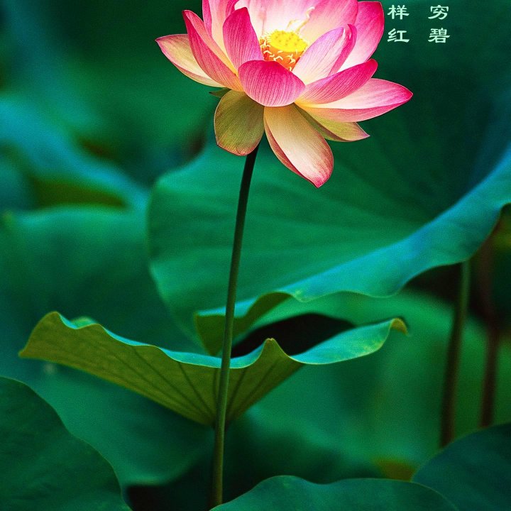 橱柜家俱安装