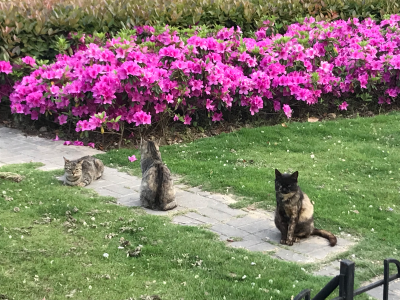 教育