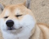 安装