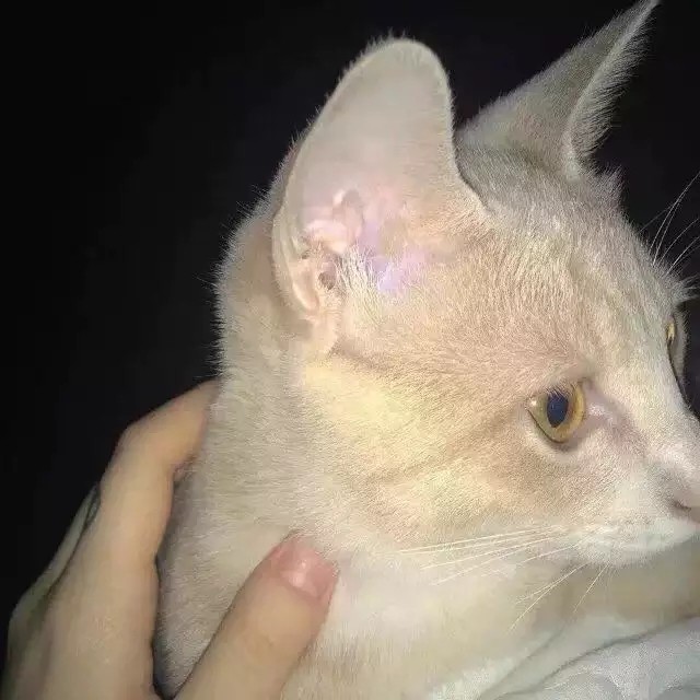 特特特特